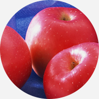 リンゴ幹細胞イメージ